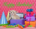 Orange buff kitten in birthday box with presents and party hats