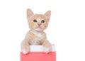 Orange buff tabby kitten peaking out of a box, isolated Royalty Free Stock Photo