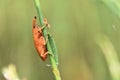 Reddish Weevil on Green Stem Royalty Free Stock Photo