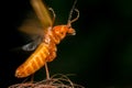 Orange bug ready to fly Royalty Free Stock Photo