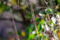 An orange bug, a ruler shrimp Graphosoma lineatum, sits on an apricot leaf-eaten zelemon. Royalty Free Stock Photo