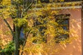 Orange building wall apartment house facade, wooden window frames. Branched tree Royalty Free Stock Photo