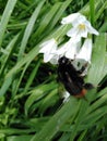 Orange bumblebee on white wild garlic flower Royalty Free Stock Photo