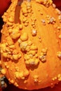 Orange bumpy pumpkin gourd fall macro background