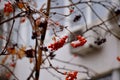 Orange bunches of mountain ash in the snow Royalty Free Stock Photo