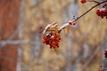 Orange bunches of mountain ash in the snow Royalty Free Stock Photo