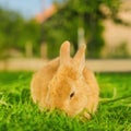 Orange bunnie eating grass in backyard - square composition Royalty Free Stock Photo