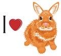 I love bunny
