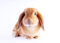 Orange bunny. Super cute lop dwarf rabbit on isolated white background.