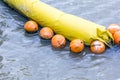 Orange buoy Used in the form of water made from special plastic Royalty Free Stock Photo