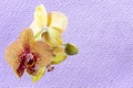 Orange burgundy orchid flower closeup isolated on lilac mauve lavender color 2022 background with the texture of coarse burlap