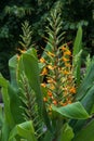 Orange Bush ginger Hedychium coccineum Tara, bright orange flowering plants