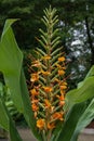 Orange Bush ginger Hedychium coccineum Tara, bright orange flowers