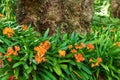 Orange bush lilies growing near a tree trunk in spring. Nature landscape of indigenous clivia lily flowers blooming in Royalty Free Stock Photo