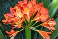 Orange bush lily blossoms with leaves in herb garden Royalty Free Stock Photo