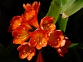 Orange Bush Lily Flowers Macro Closeup