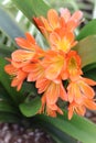 Close-up of an Orange Bush lily in bloom Royalty Free Stock Photo