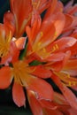 Orange Bush lily (Clivia miniata) flowers in the garden Royalty Free Stock Photo