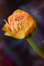 Orange buttercup flower Royalty Free Stock Photo