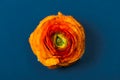 Orange buttercup ranunculus flower, on blue background Royalty Free Stock Photo