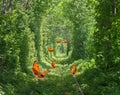 Orange butterflies with black dots scarce copper in tunnel of love in sun light. Railroad in forest formed a green tunnel Royalty Free Stock Photo