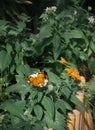 Orange butterflies on a bush