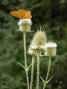 Orange butterflies in a fairy tale summer forest.