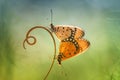 Butterflies Matting on Leaf Royalty Free Stock Photo