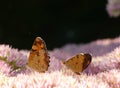 Orange Butterflies or Great Spangled Fritillary atop a carpet of Joe Pye Weed Flowers Royalty Free Stock Photo