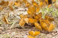 Orange butterflies on the ground.