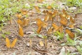 Orange butterflies on the ground.