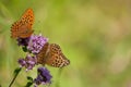 Orange butterflies