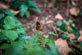 Orange butterflies perched on a leaf in a bush