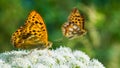 Butterfly feeding detail. Wing underside. Silver-washed fritillary. Argynnis paphia