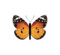 Orange butterfly