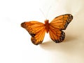 Orange butterfly Royalty Free Stock Photo