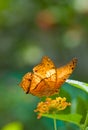 Orange butterfly