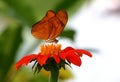 Orange butterfly Royalty Free Stock Photo