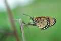 An Orange Butterfly Acraea terpsicore