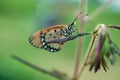 An Orange Butterfly Acraea terpsicore