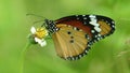 An Orange Butterfly Acraea terpsicore