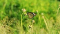 An Orange Butterfly Acraea terpsicore