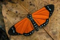 Orange butterfly African moth - Scopula libyssa