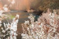 Orange butterfly and almond tree with white blooming flowers at riverside landscape Royalty Free Stock Photo