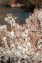 Orange butterfly and almond tree with white blooming flowers at riverside landscape Royalty Free Stock Photo