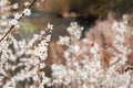 Orange butterfly and almond tree with white blooming flowers at riverside landscape Royalty Free Stock Photo