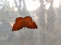 Orange Butterfly Ariadne merione