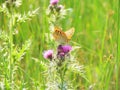 An orange butterfly with beautiful spotted wings sits on a purple flower in the meadow Royalty Free Stock Photo