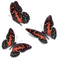 Orange butterfly Royalty Free Stock Photo