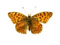 Orange butterfly with black dots and open wings in a top view as a flying insect butterflies. Breed Argynnis niobe Royalty Free Stock Photo